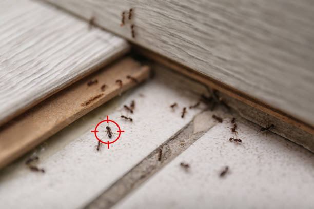 Best Affordable Pest Control Services  in Fordyce, AR